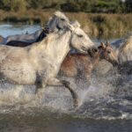 Butterò a cavallo nella natura selvaggia della Maremma, tra pascoli e paesaggi incontaminati.