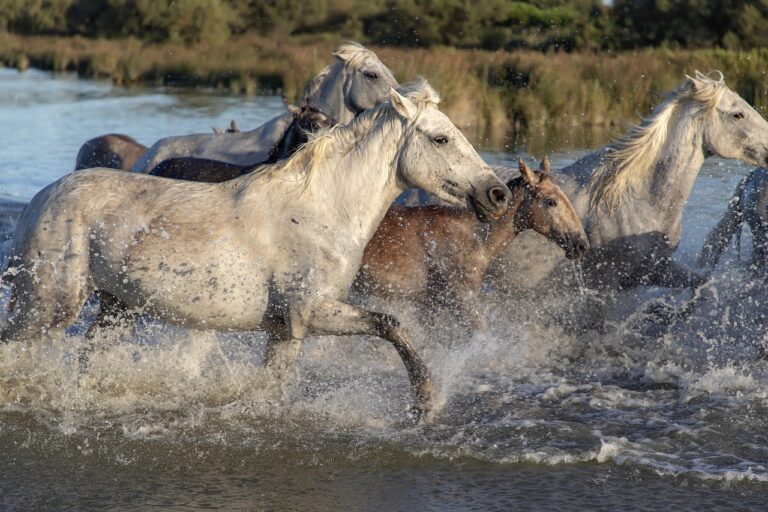 Butterò a cavallo nella natura selvaggia della Maremma, tra pascoli e paesaggi incontaminati.