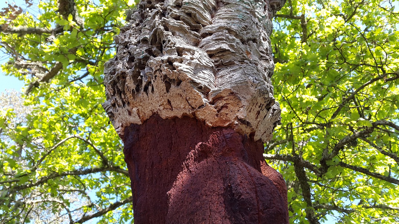 Corteccia di sughero estratta con cura da un albero in Gallura, senza danneggiare la pianta.