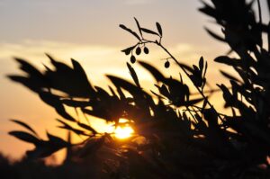 Borgo pugliese con uliveti e bottiglie di olio extravergine d'oliva premiato in primo piano.