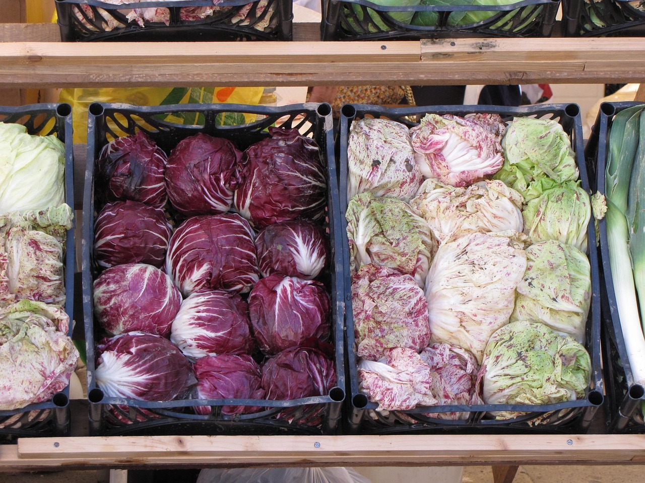 Radicchio fresco e colorato in un campo del villaggio veneto famoso per la sua produzione.