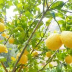 Angolo segreto della Costiera Amalfitana con limoni, ideale per un picnic immerso nella natura.