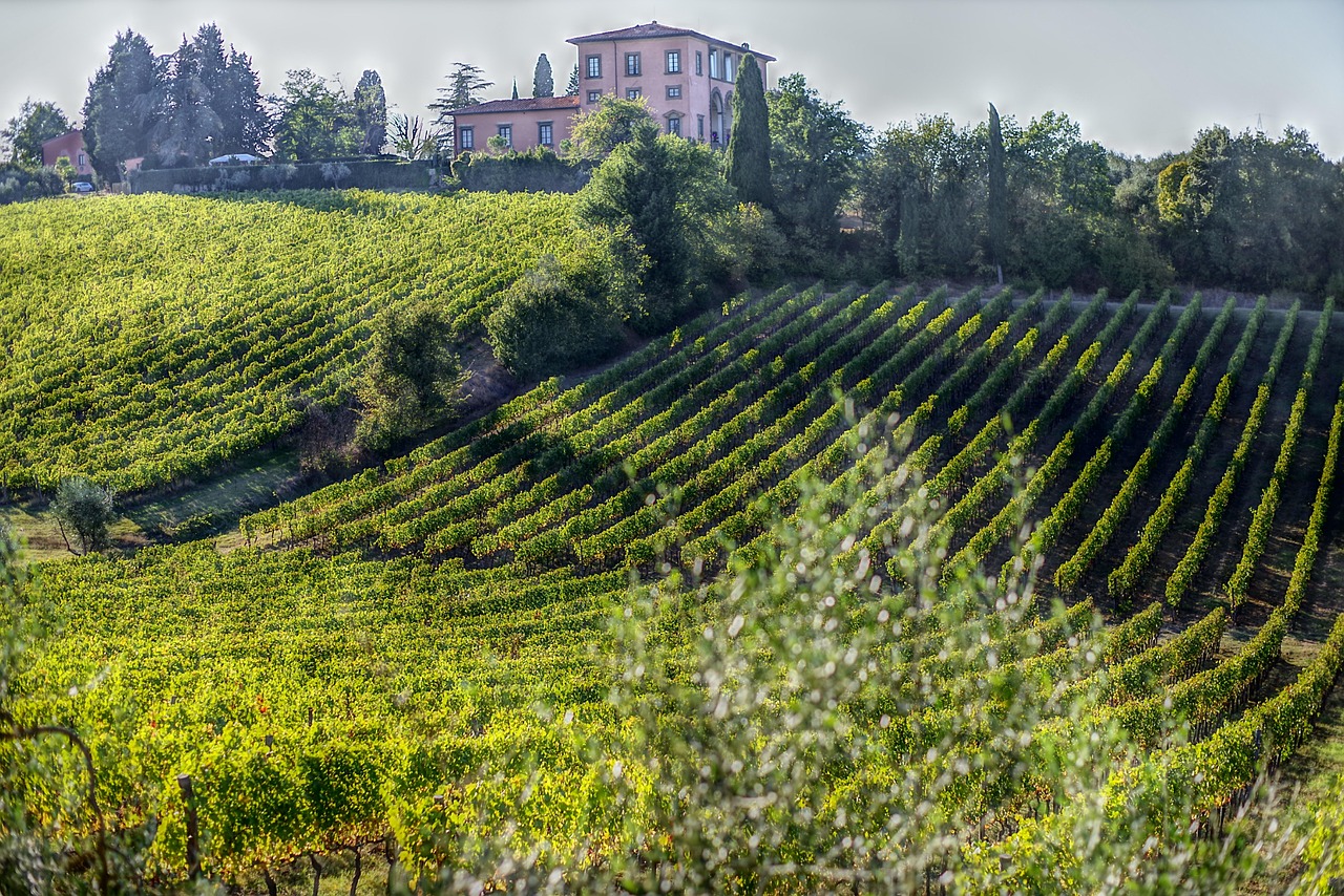 Vista panoramica di vigneti toscani, simbolo della tradizione vinicola locale.