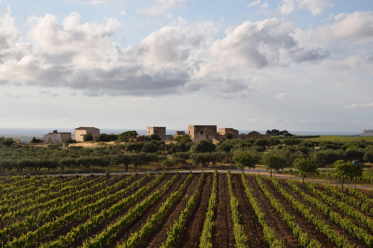 Vigneti di Noto al tramonto, con grappoli d'uva matura e un cielo di colori caldi.