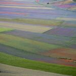 Fioritura colorata delle lenticchie a Castelluccio di Norcia, un panorama mozzafiato nel cuore dell'Umbria.