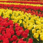 Fioritura di tulipani colorati nel parco Sigurtà, simile ai paesaggi olandesi in Veneto.