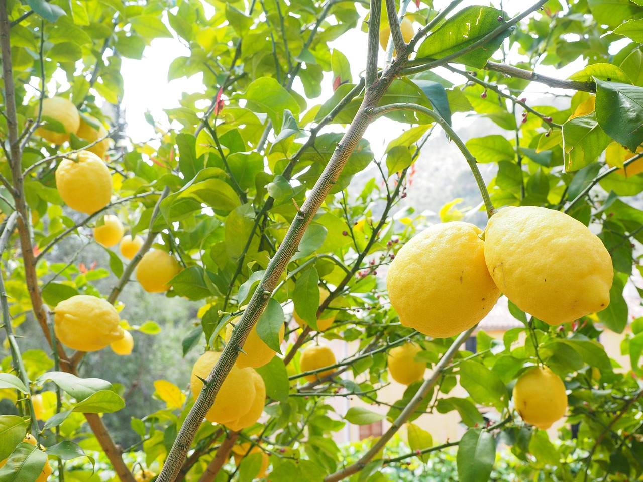 Panorama del villaggio siciliano durante il festival del limone, con limoni colorati e festeggiamenti.