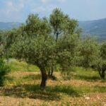 Ulivo con foglie verdi, in evidenza il periodo sbagliato per la potatura.